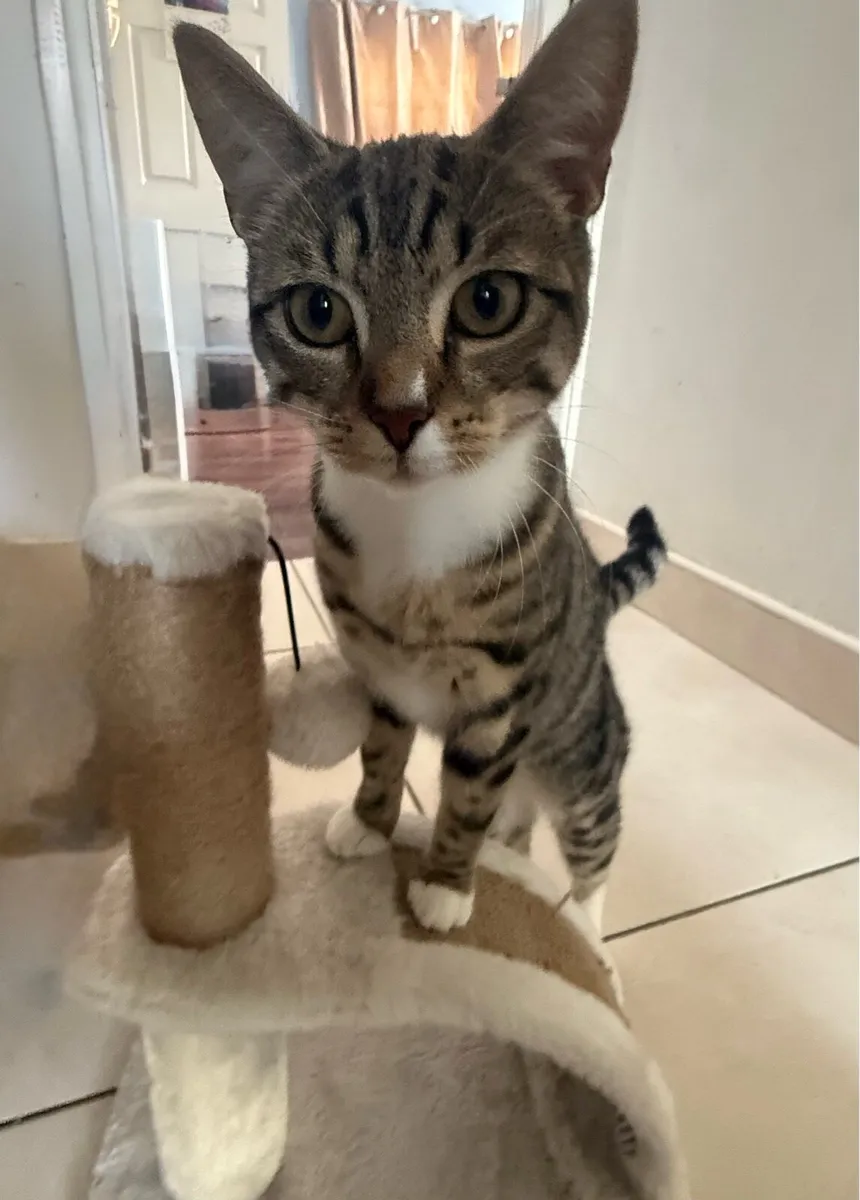 2 Kittens for sale - Image 3