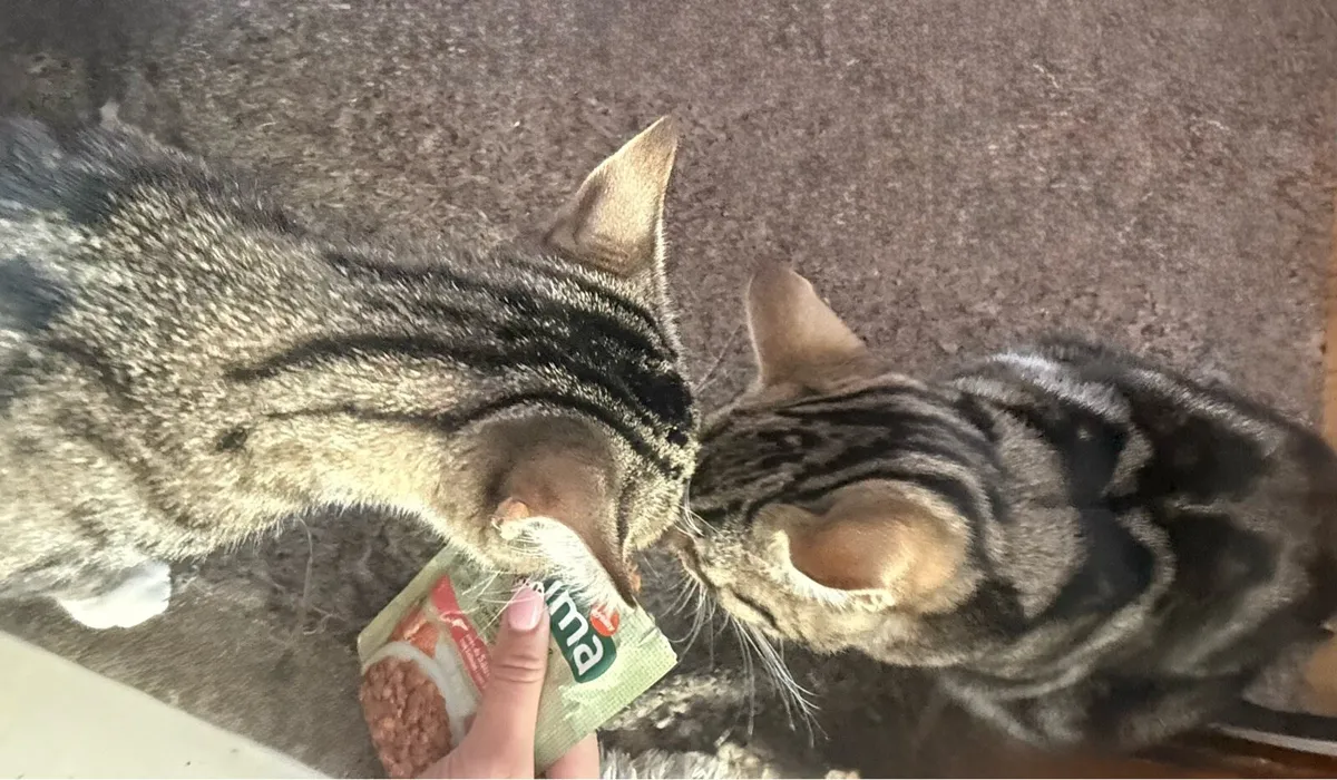 2 Kittens for sale - Image 4