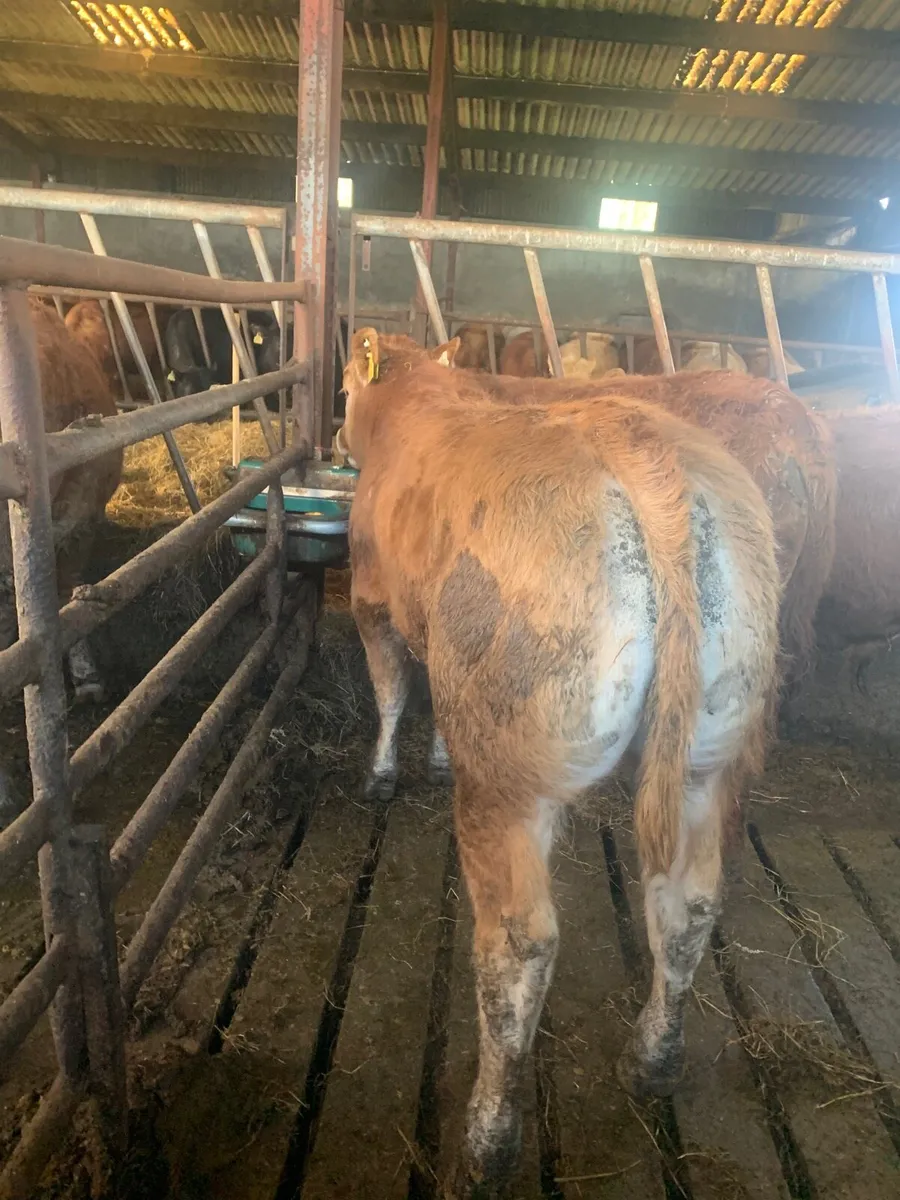 3 Super Quality Lim Bullocks - Image 2