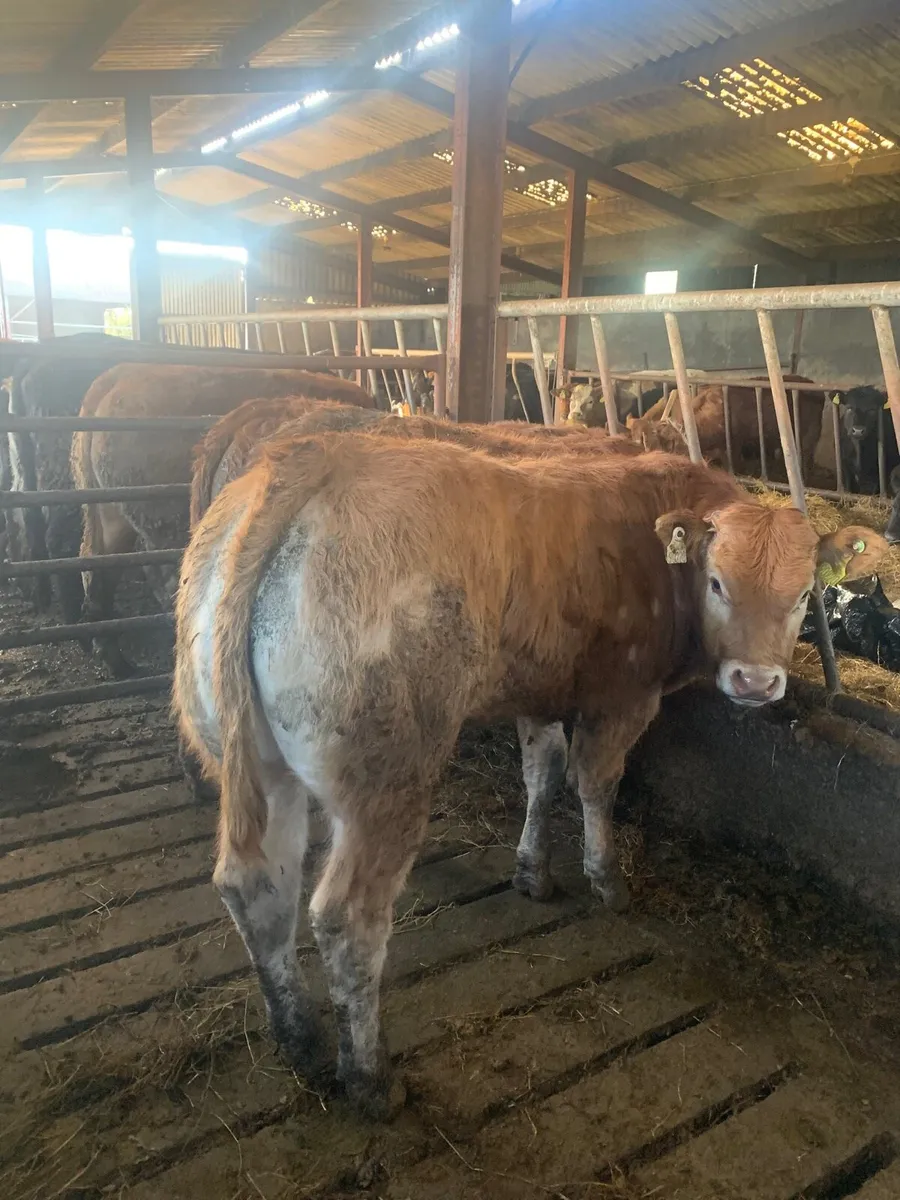 3 Super Quality Lim Bullocks - Image 1