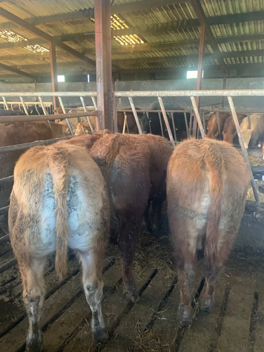 3 Super Quality Lim Bullocks - Image 4
