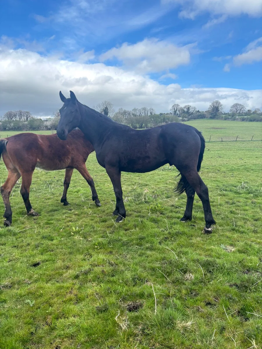 Selection of 2 year olds and Yearlings - Image 1
