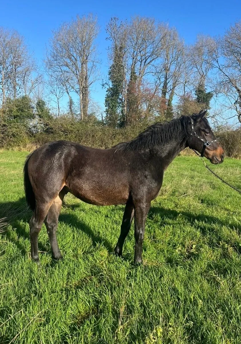 Selection of 2 year olds and Yearlings - Image 2
