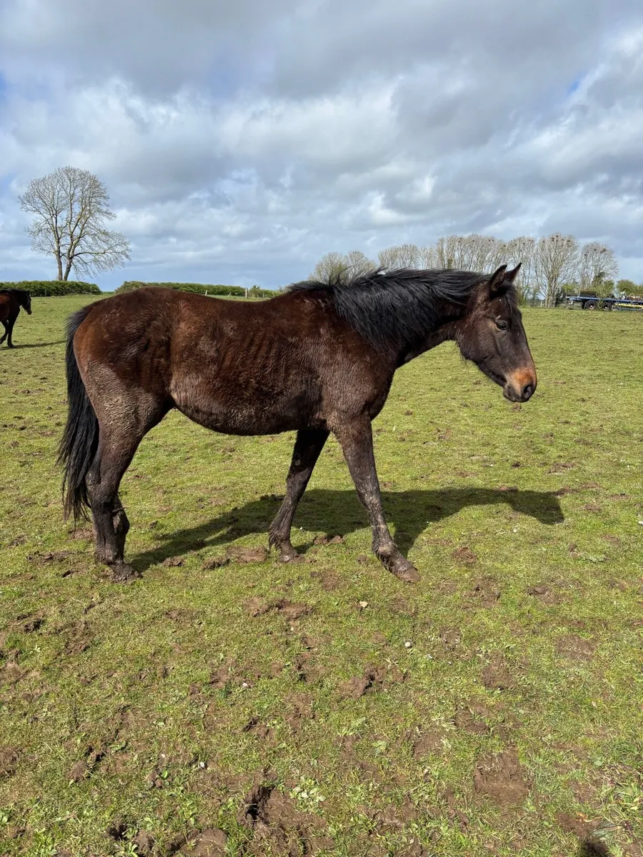 Selection of 2 year olds and Yearlings - Image 3