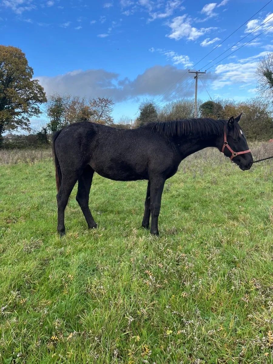 Selection of 2 year olds and Yearlings - Image 4
