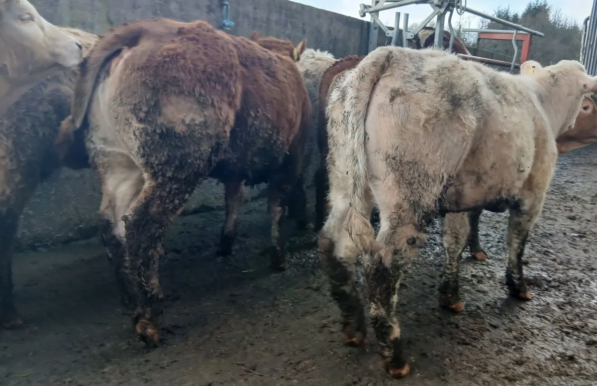 10 super  u&r grade weanling-heifers - Image 2