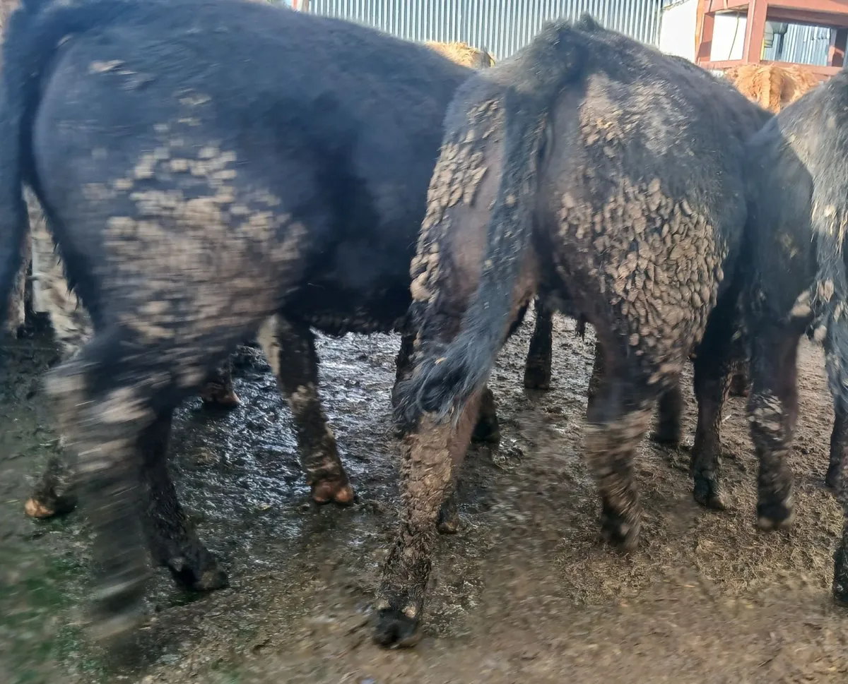 10 super  u&r grade weanling-heifers - Image 3