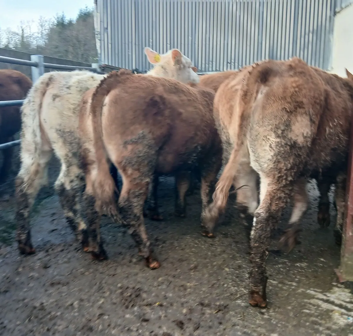 10 super  u&r grade weanling-heifers - Image 1