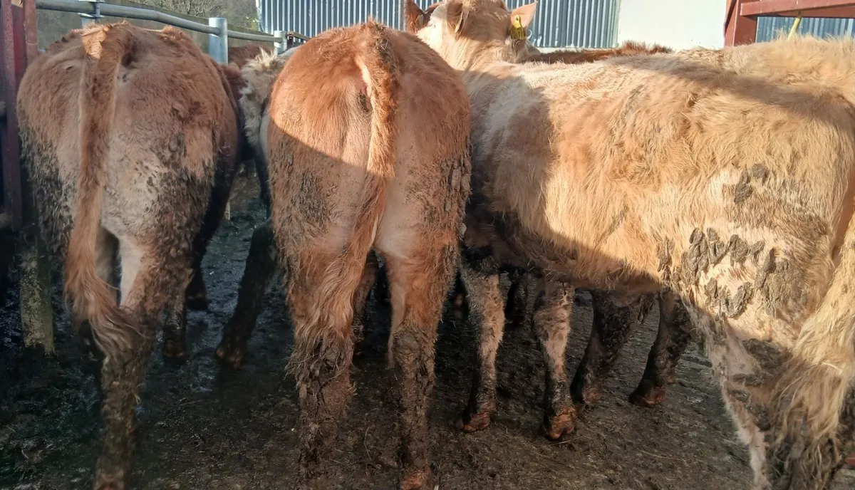 10 super  u&r grade weanling-heifers - Image 4