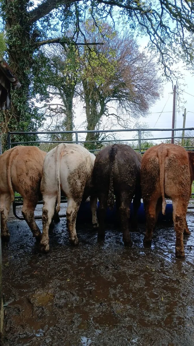 Super heifers - Image 1