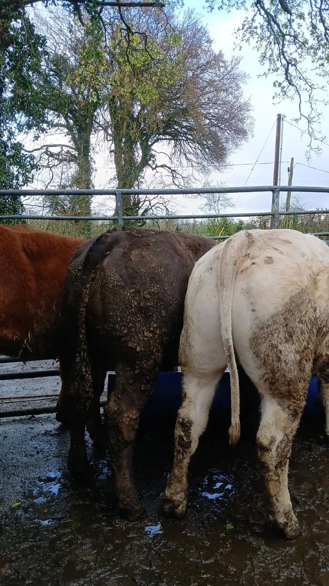 Super heifers - Image 3