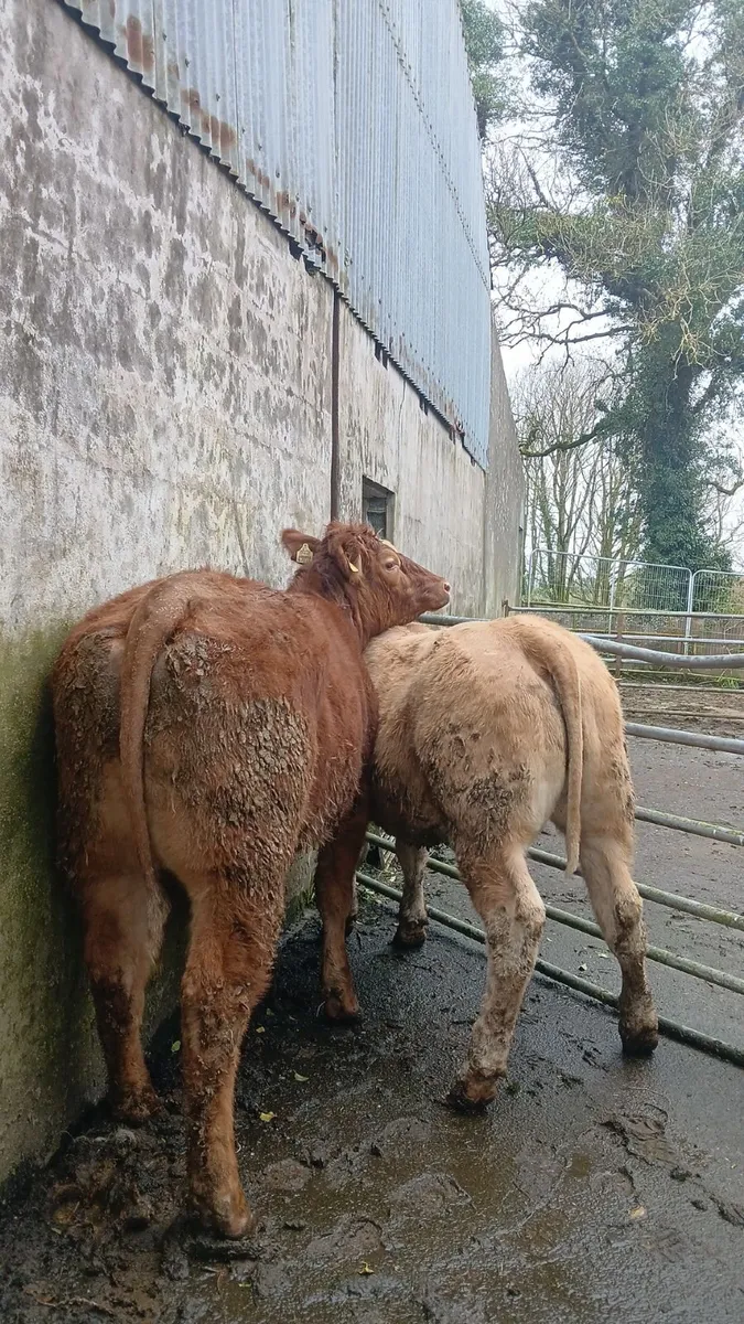 Super heifers - Image 2