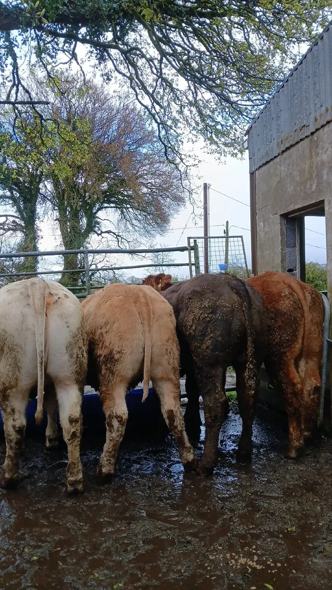 Super heifers - Image 4