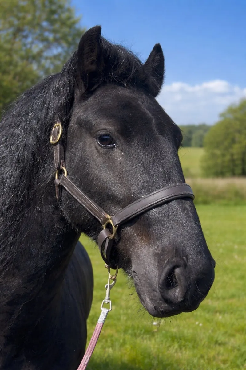 Hoys potential - Image 4