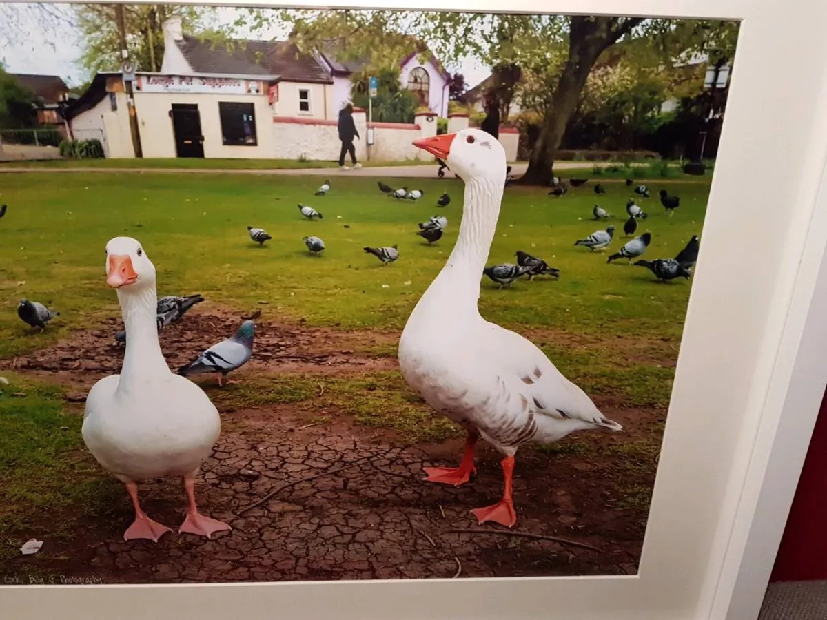 The Lough, Cork - Image 2