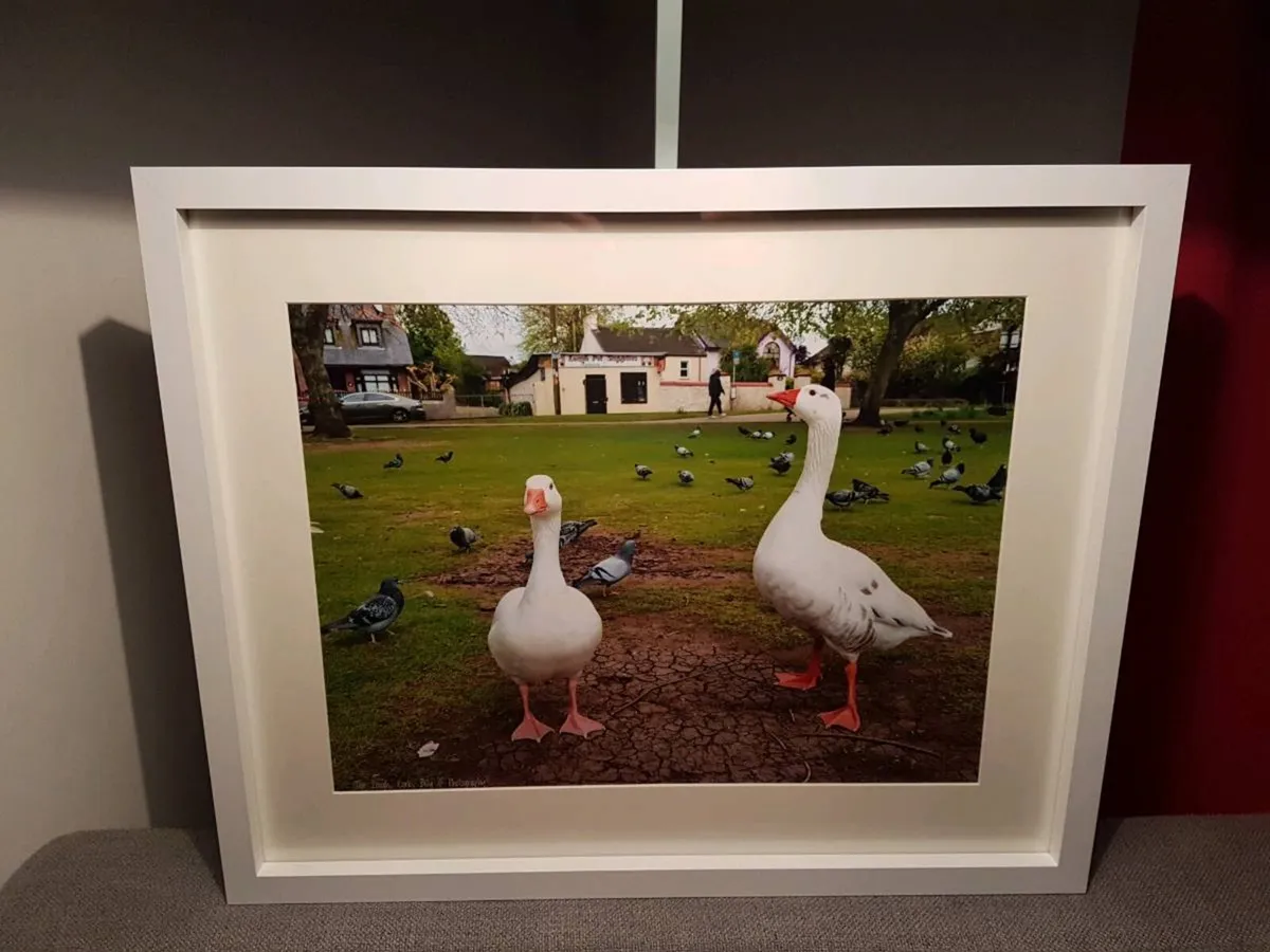 The Lough, Cork - Image 1