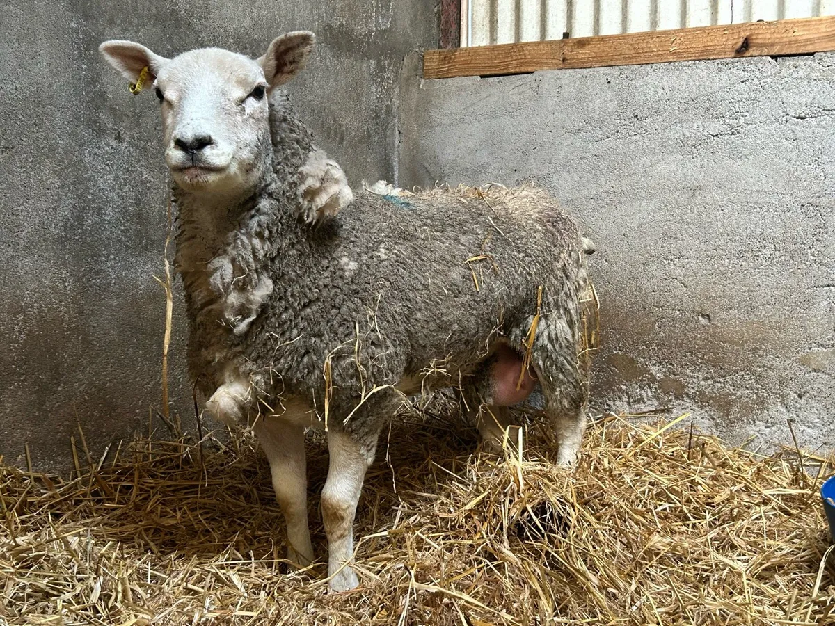 Foster ewe