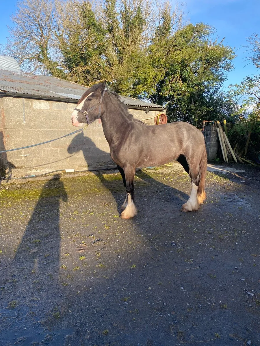 Heavy cob filly - Image 2