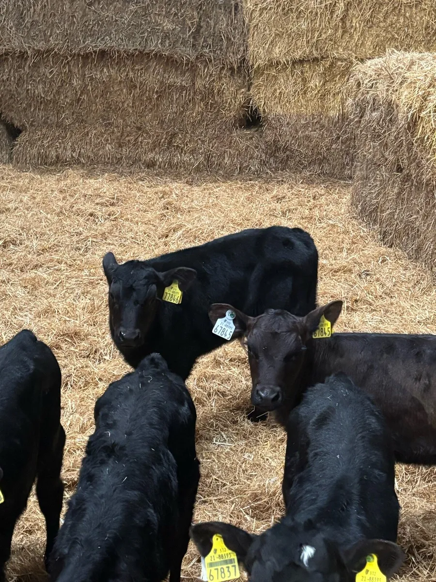 Calves for sale - Image 1