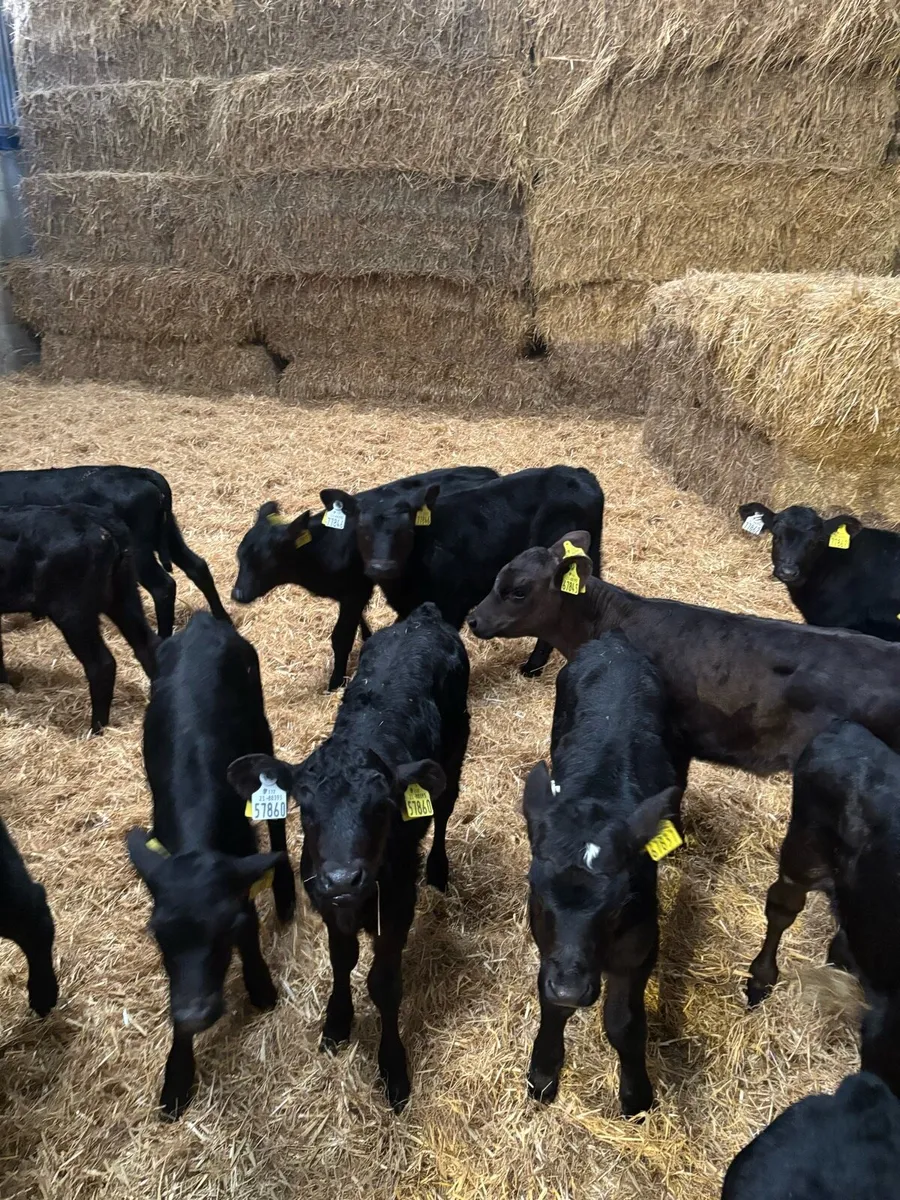 Calves for sale - Image 2
