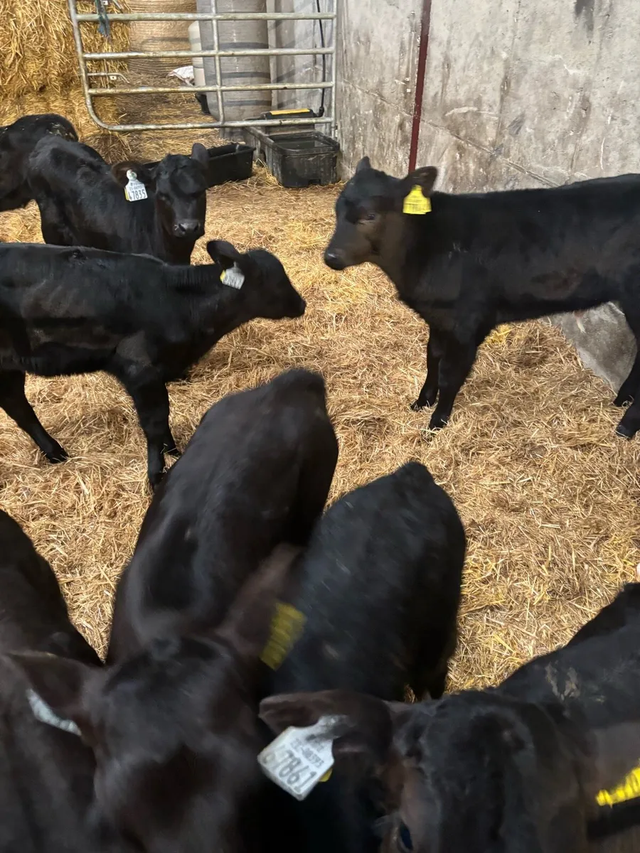 Calves for sale - Image 3