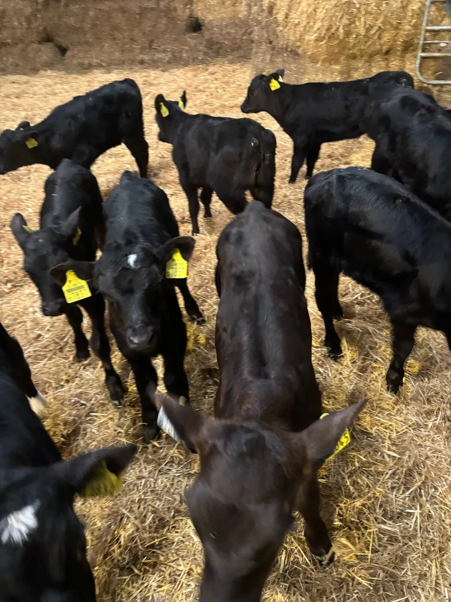 Calves for sale - Image 4