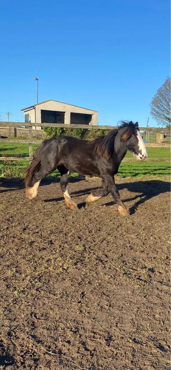 Heavy cob filly - Image 1
