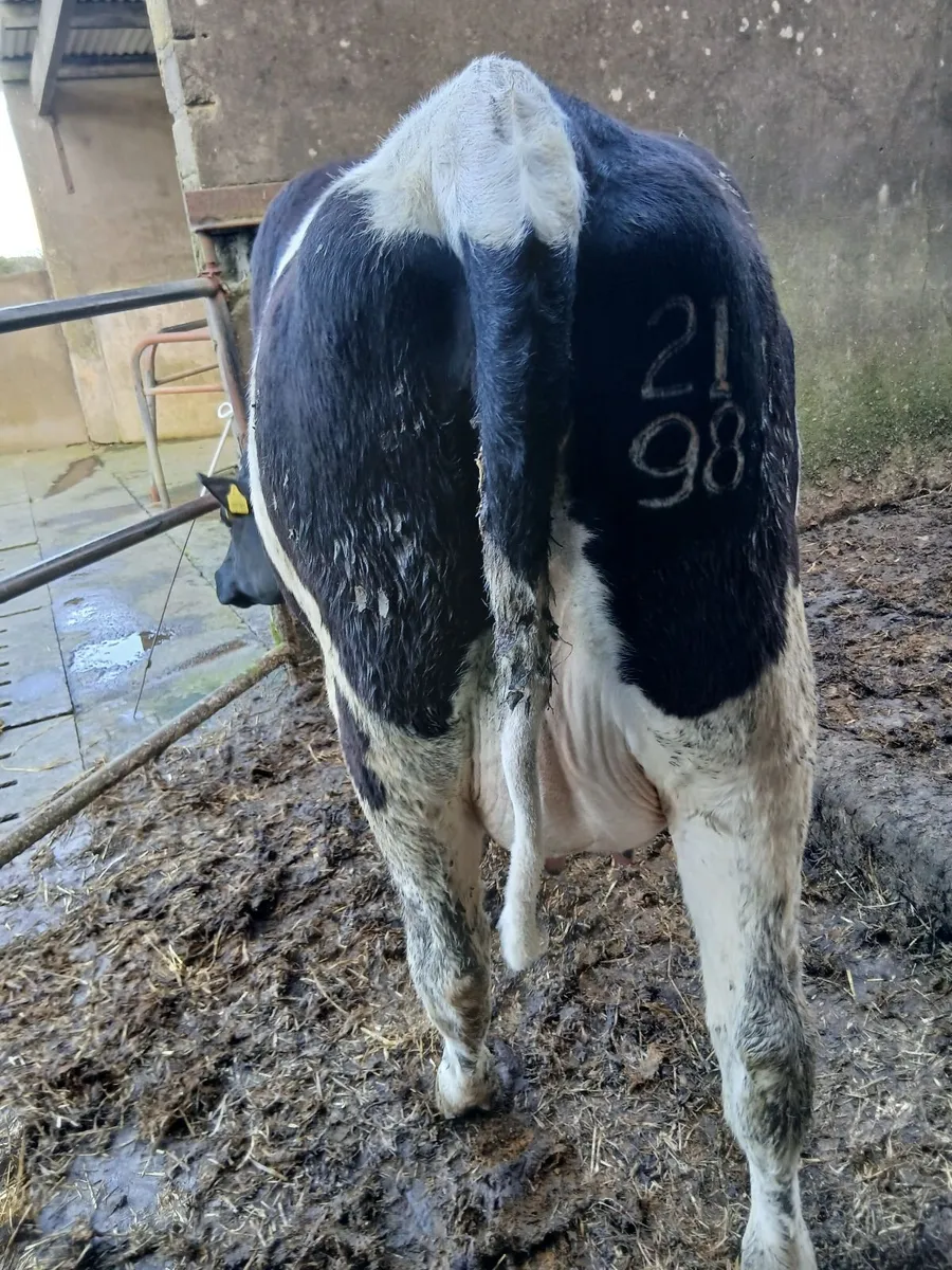 Dairy heifers - Image 2