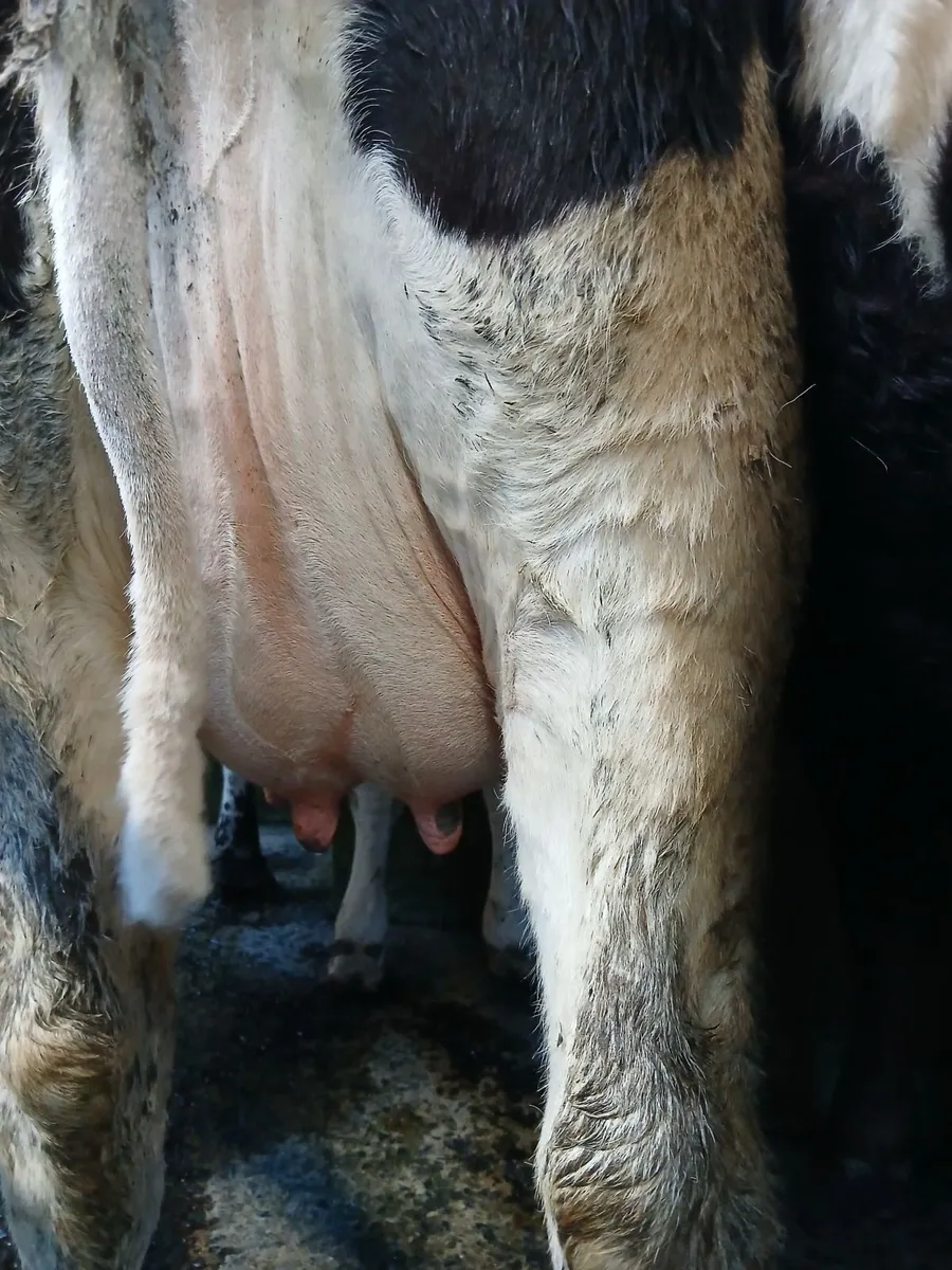 Dairy heifers - Image 3