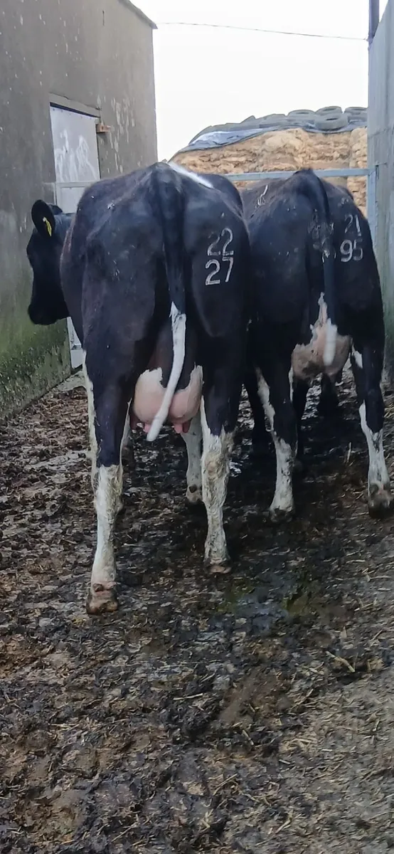 Dairy heifers - Image 1
