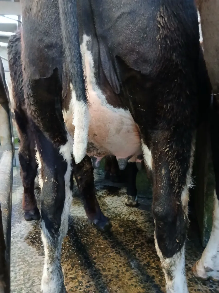 Dairy heifers - Image 4