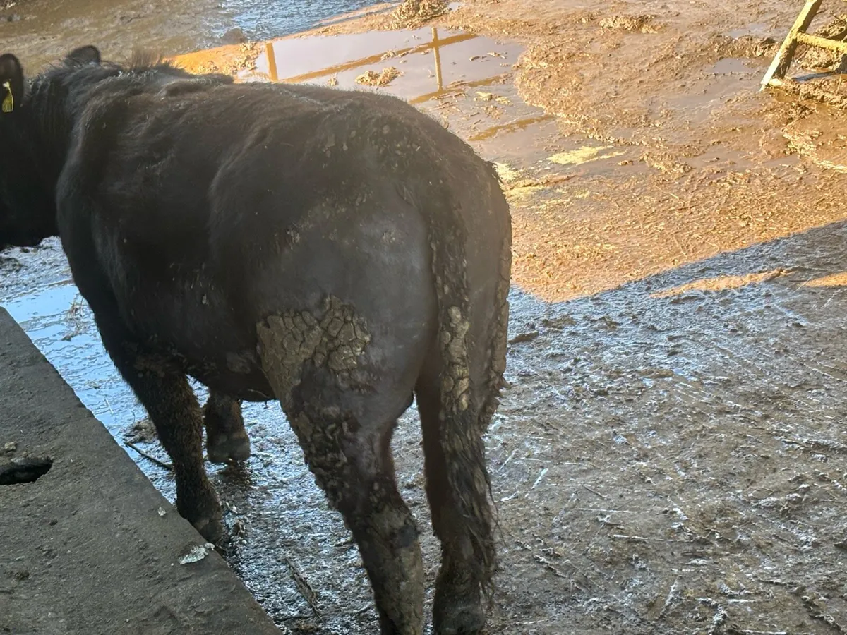 Pedigree Angus bulls - Image 1