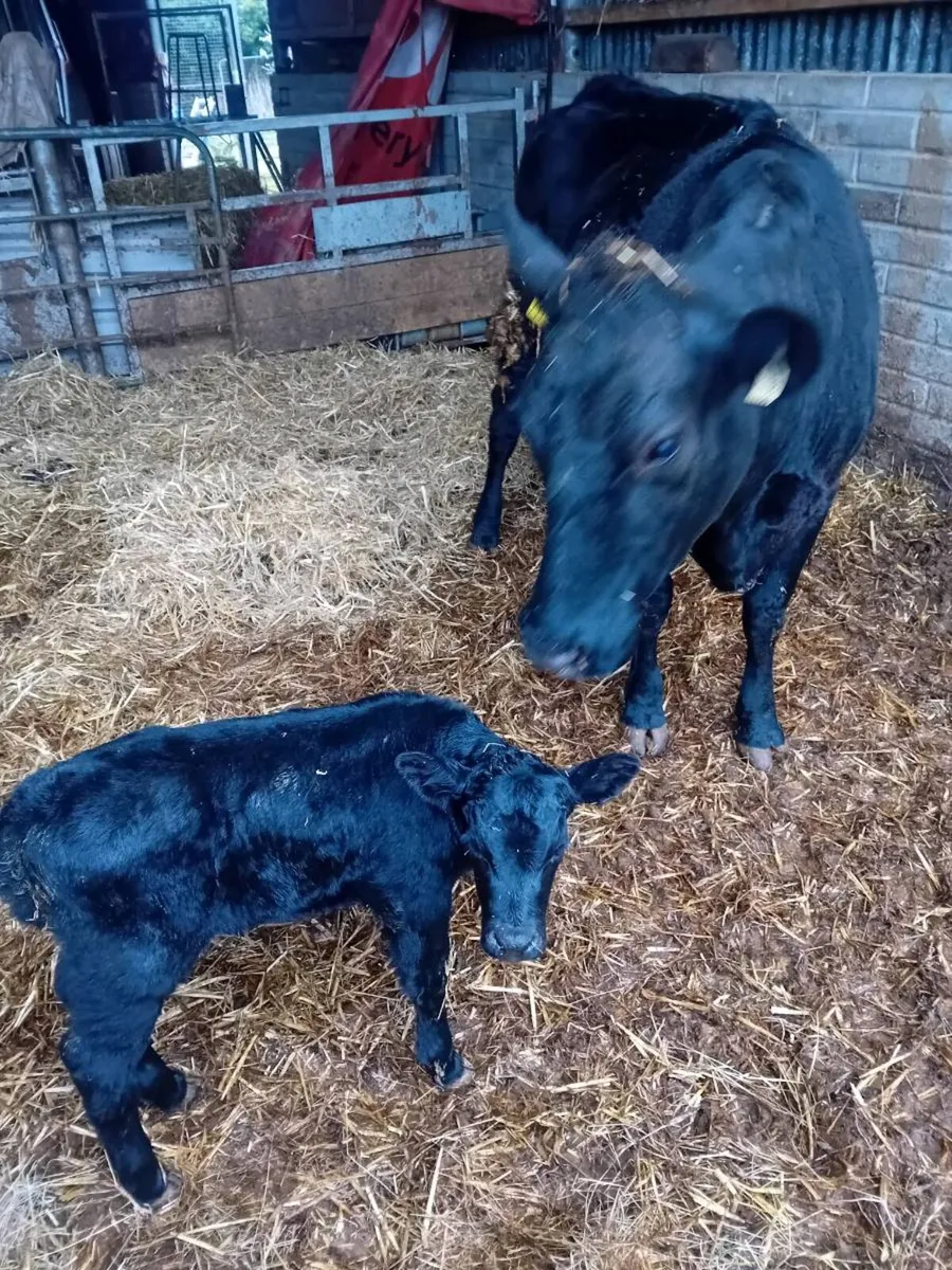 Organic suckler cow - Image 3