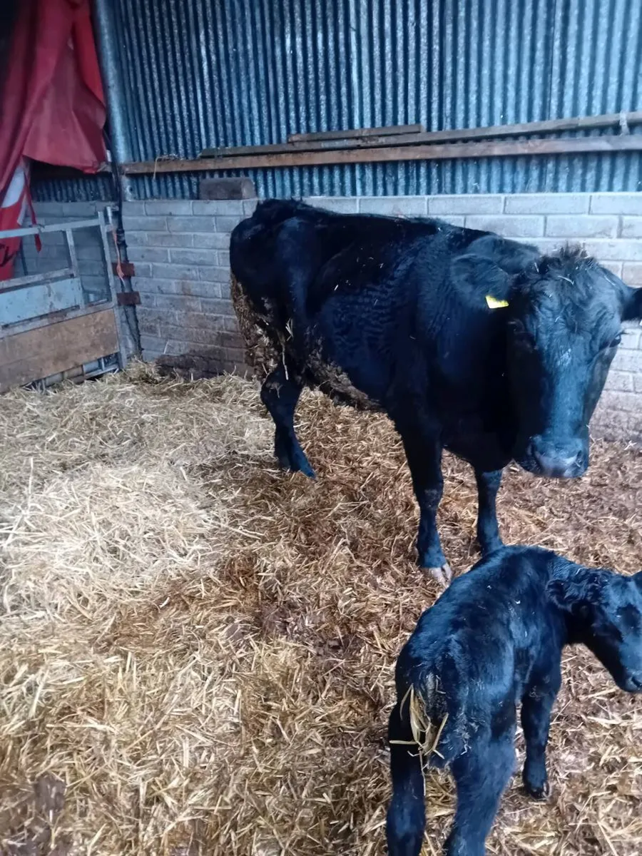 Organic suckler cow - Image 1