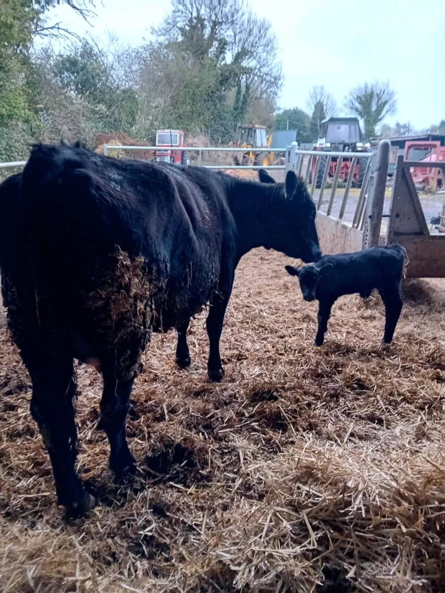 Organic suckler cow - Image 2