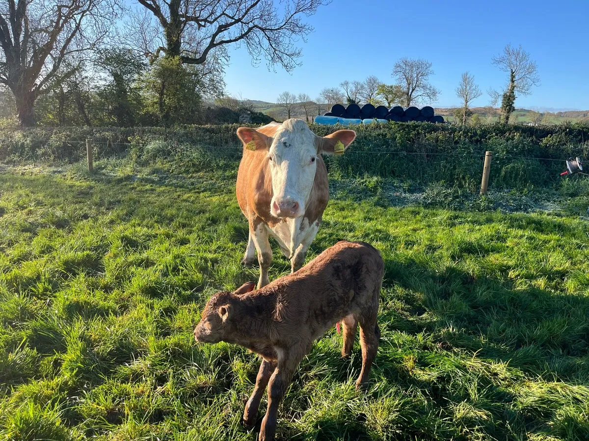 Limousin Calves - Image 1