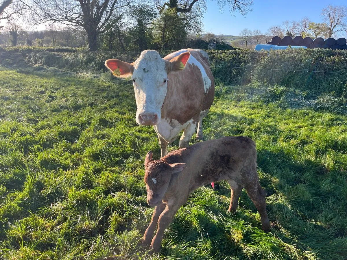 Limousin Calves - Image 3