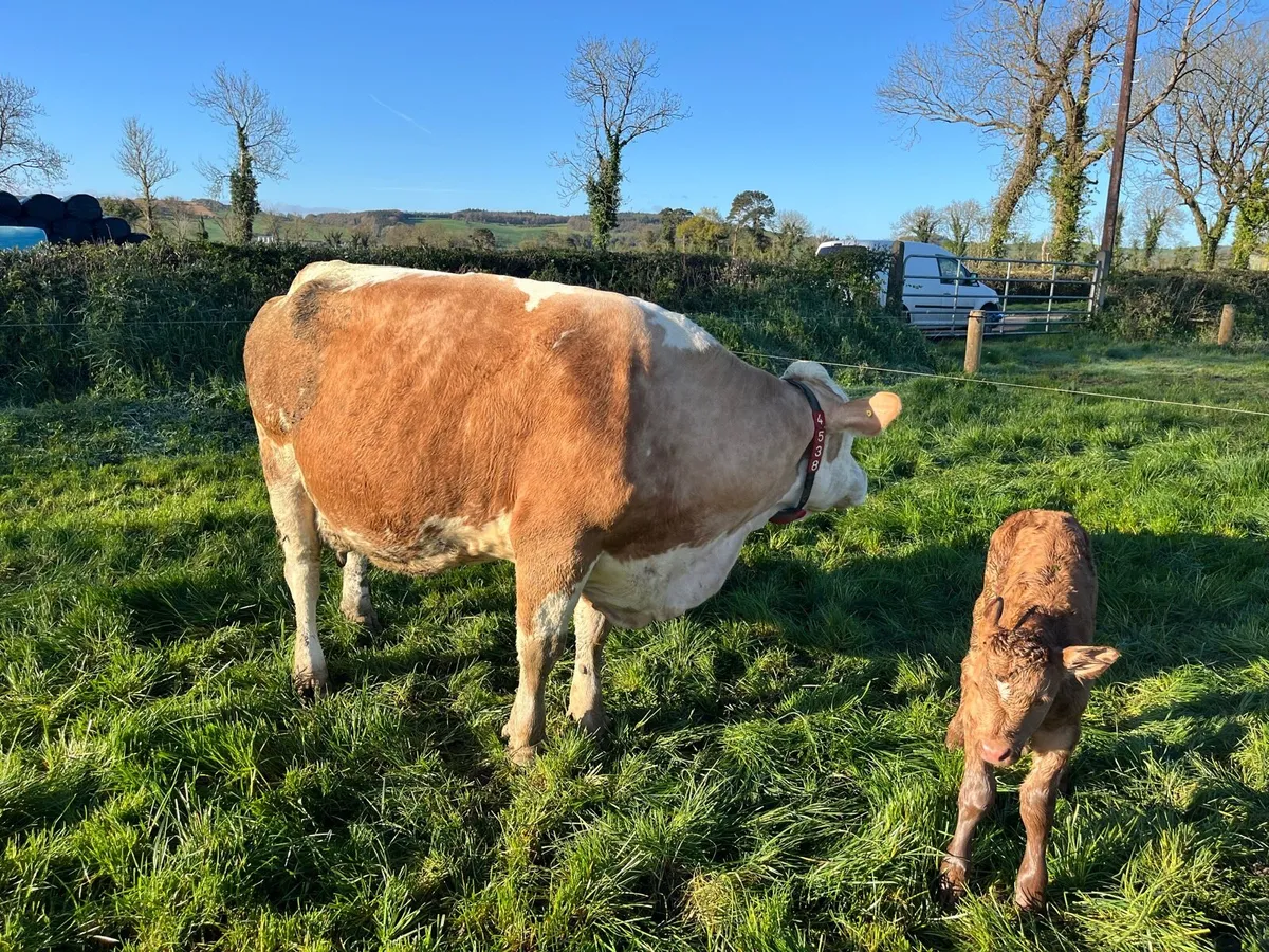 Limousin Calves - Image 2