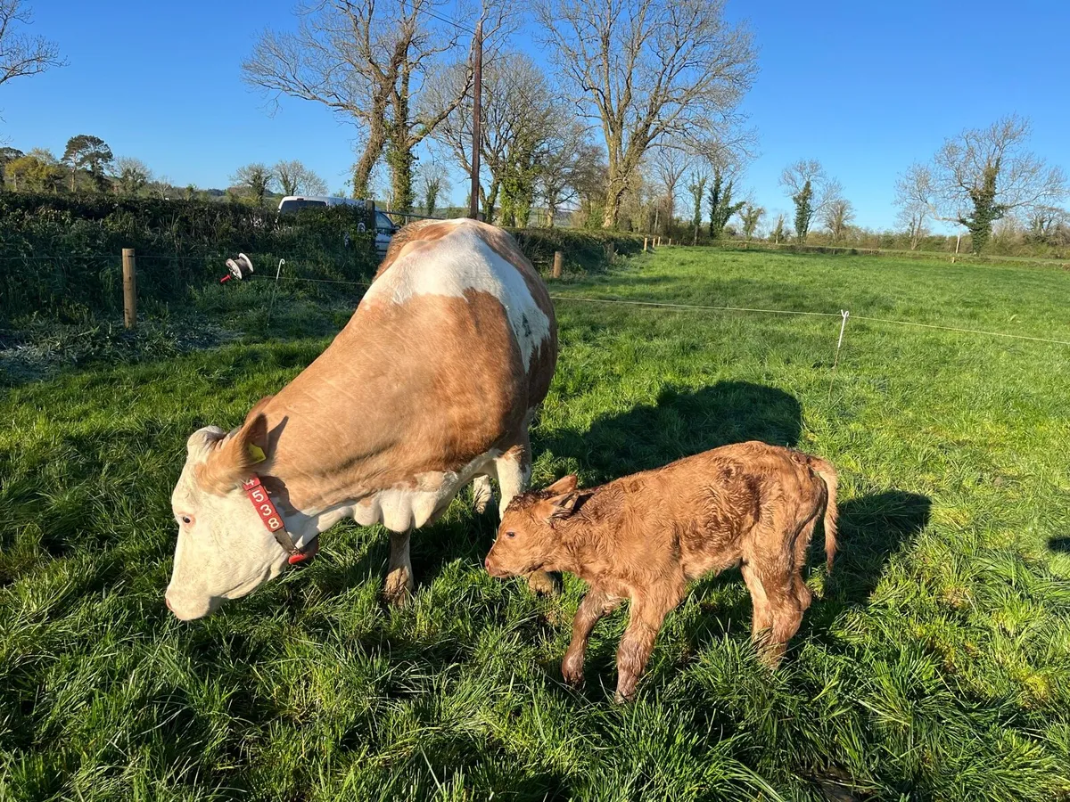 Limousin Calves - Image 4