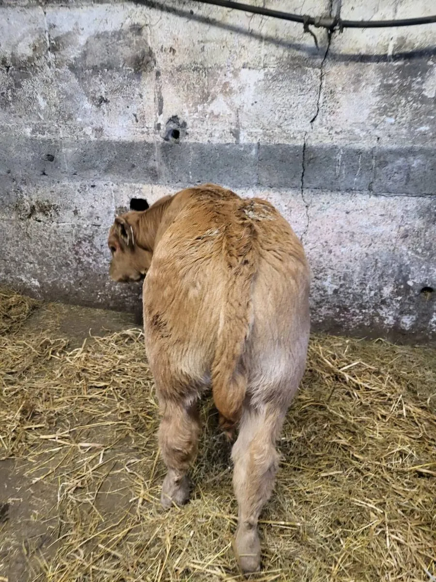 Limousine Heifer Calf - Image 4