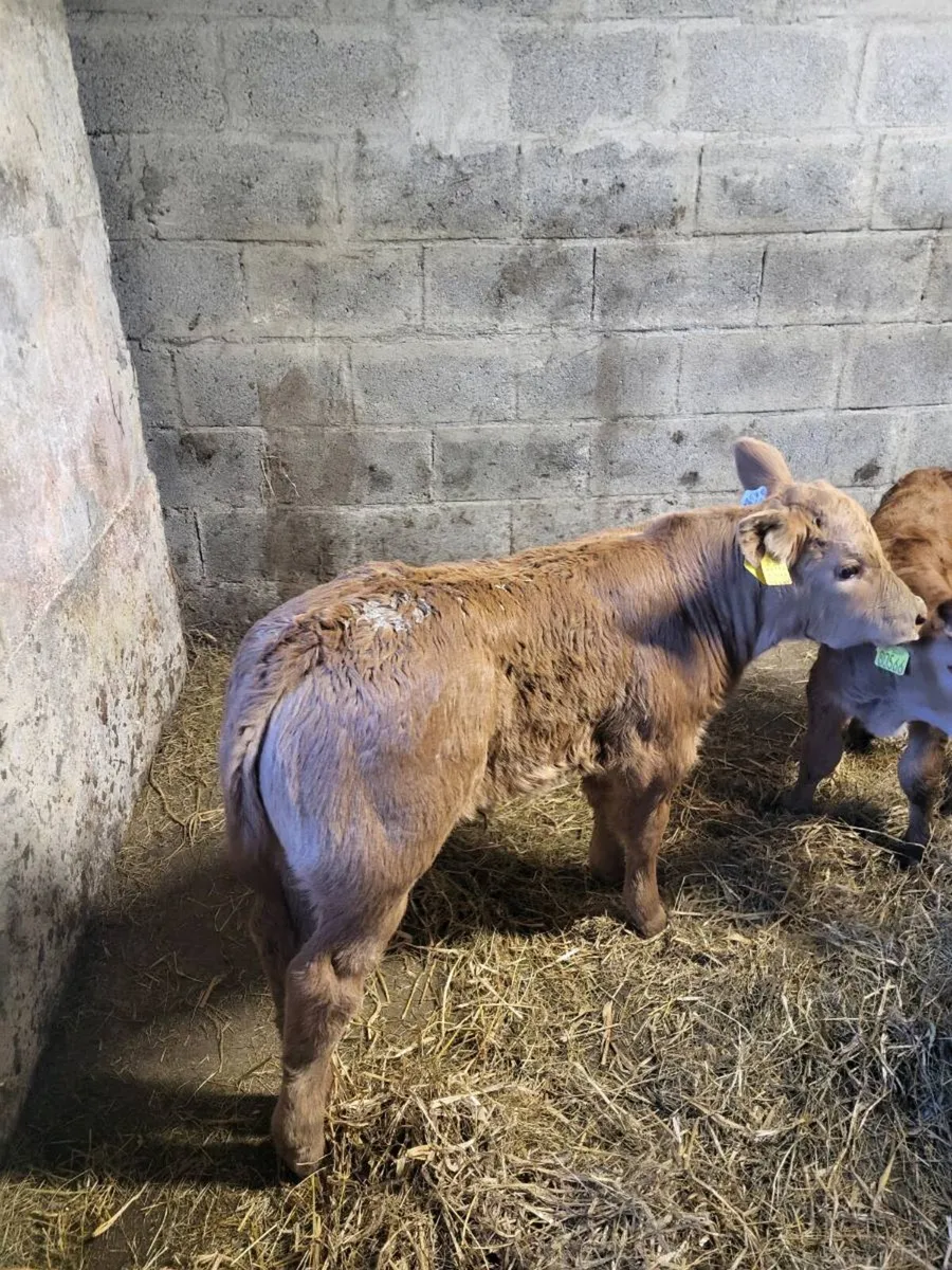 Limousine Heifer Calf - Image 1