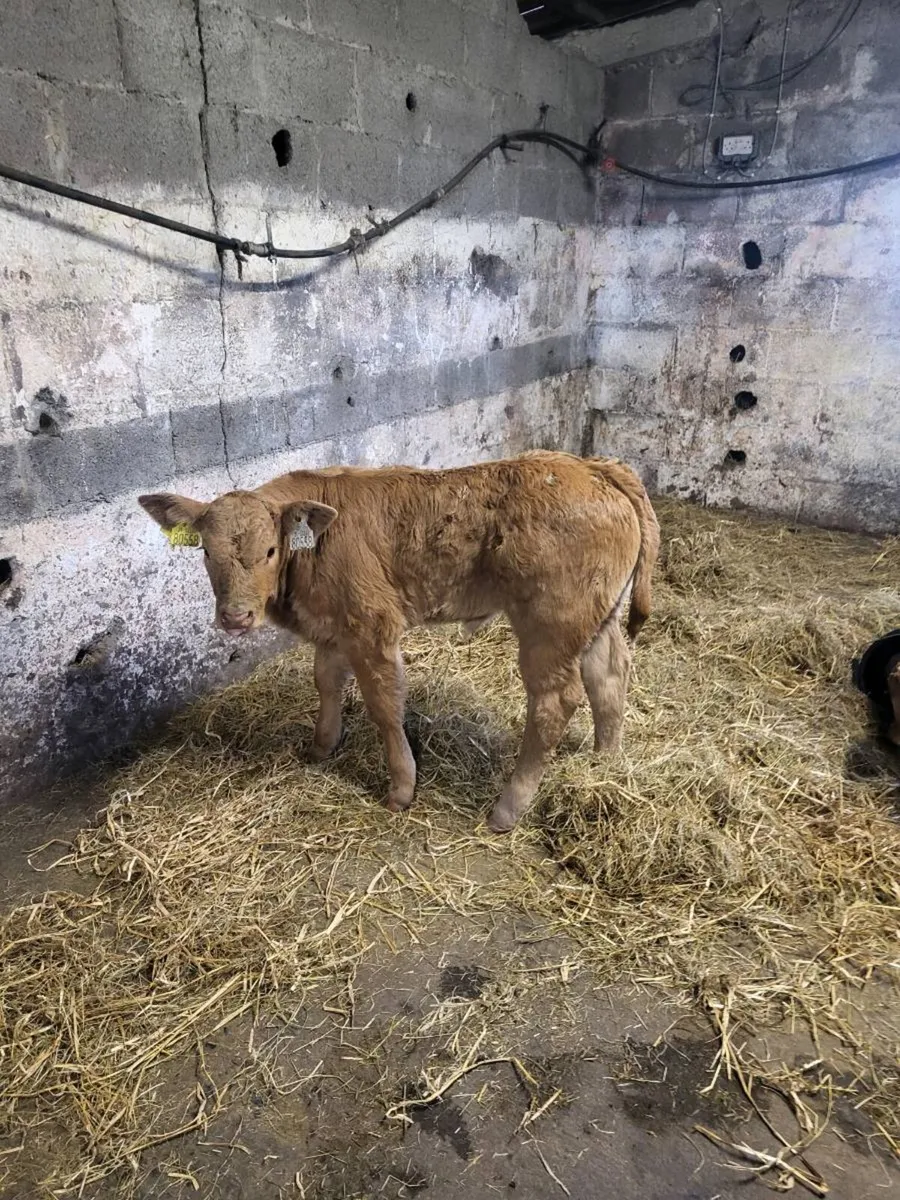 Limousine Heifer Calf - Image 2