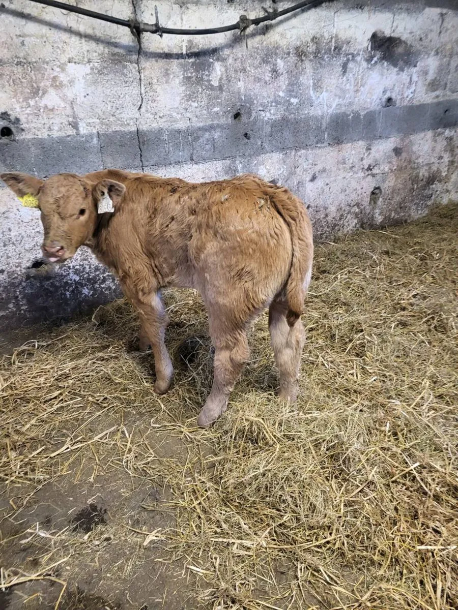 Limousine Heifer Calf - Image 3