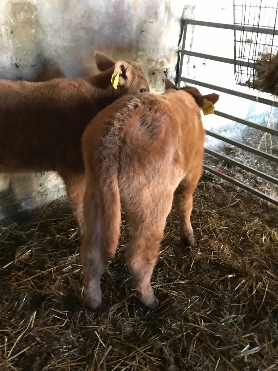 CH Bull Calf - Image 2