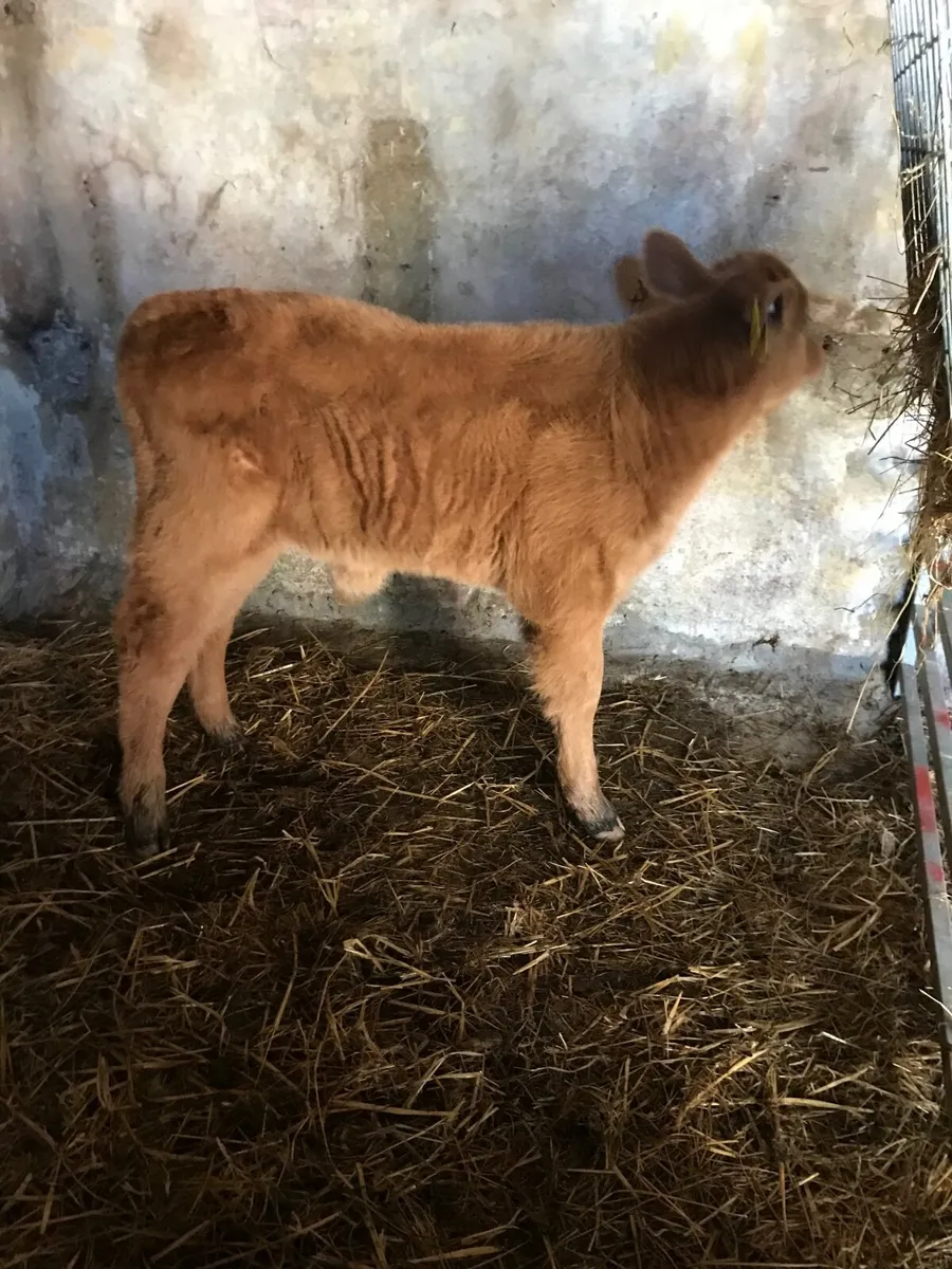 CH Bull Calf - Image 3