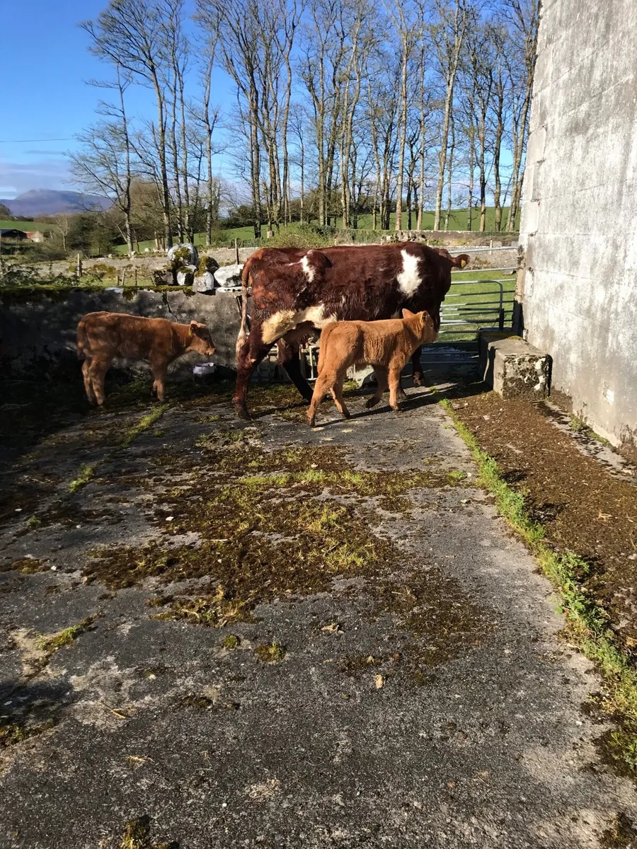 CH Bull Calf - Image 4
