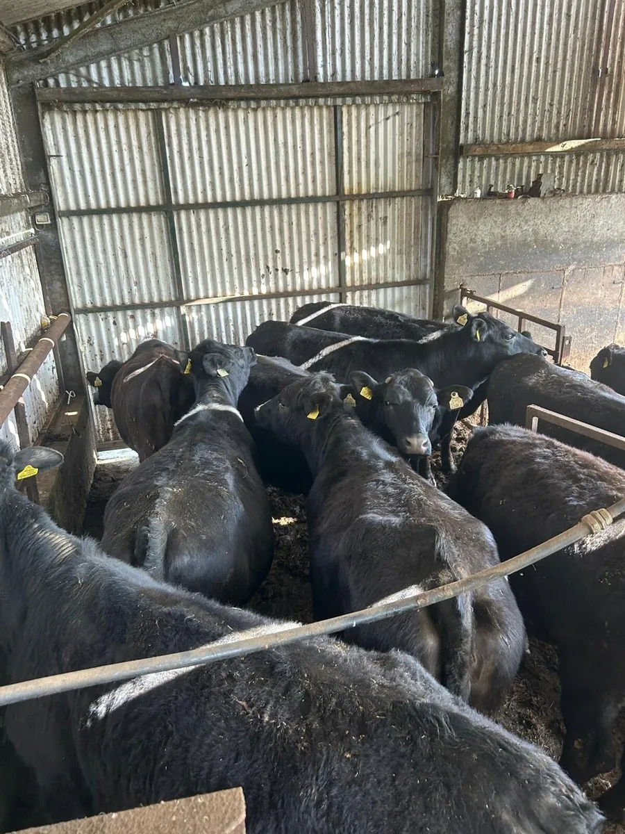Angus heifers birr today - Image 1