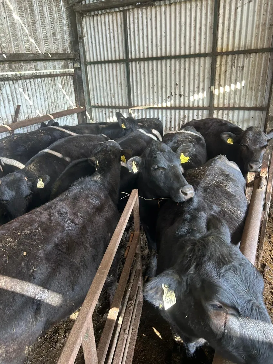 Angus heifers birr today - Image 2