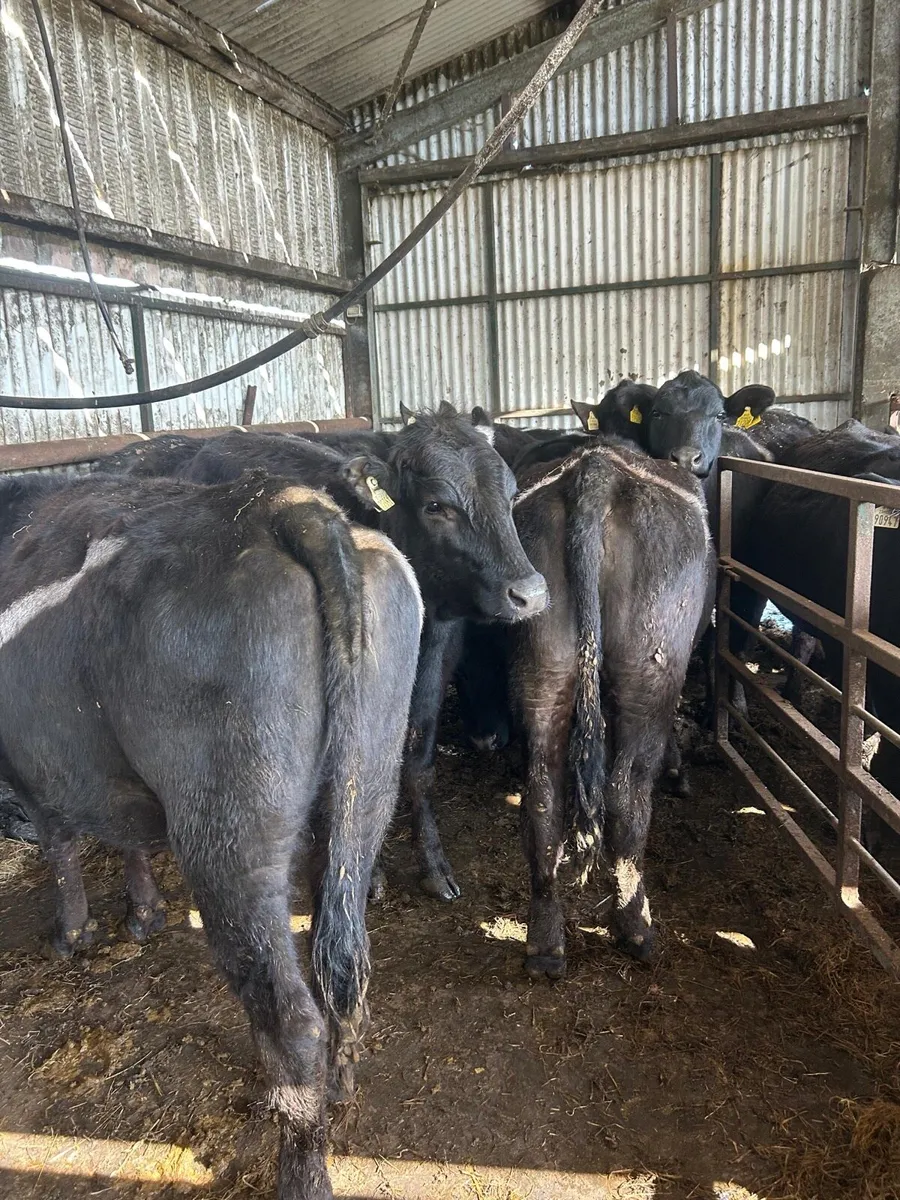 Angus heifers birr today - Image 3