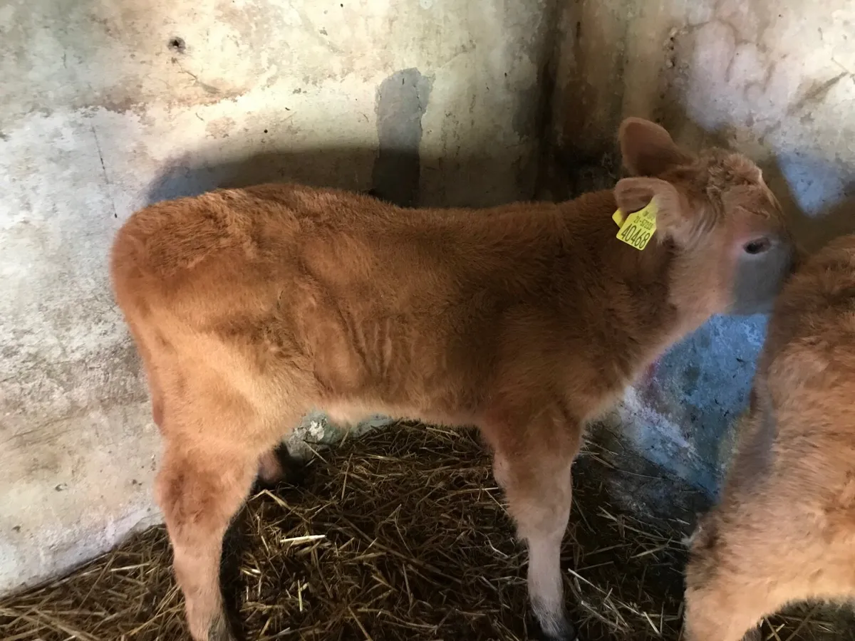 CH Bull Calf - Image 1